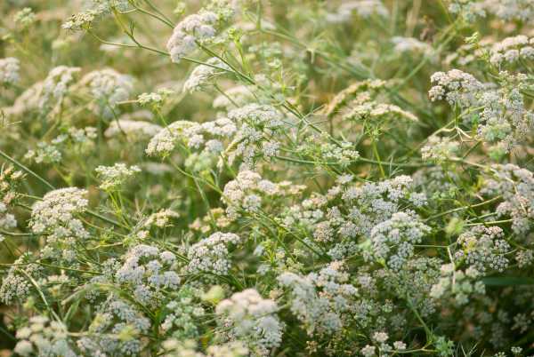  - Essential Oils